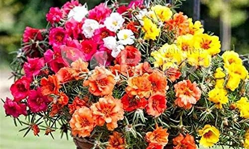 褪黑素价格一般多少钱-【褪黑素价格为什么有高有低】华北制药褪黑素价格 - 褪黑素价格网